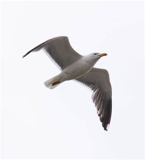 Close-up of a Flying Seagull · Free Stock Photo