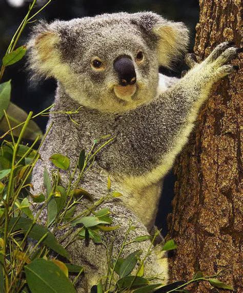 Koala Bear Facts For Kids | Koala Bear Diet & Habitat