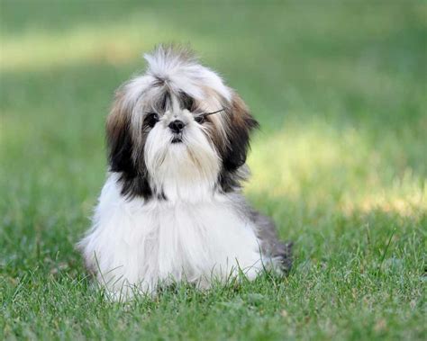 Shih Tzu Dog Breed » Information, Pictures, & More