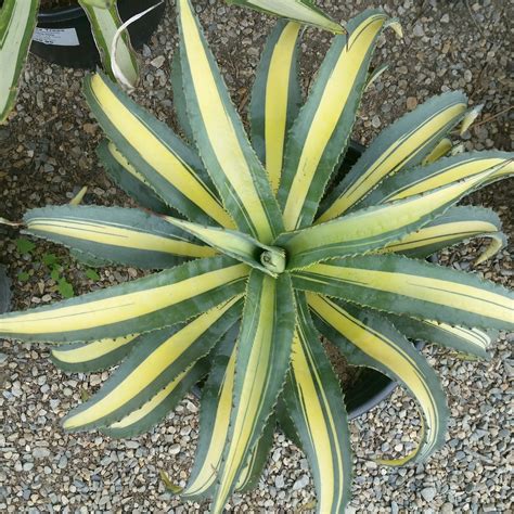 Agave americana century plant information | chocmales