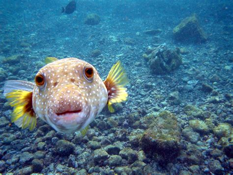 File:Pufferfish.jpg