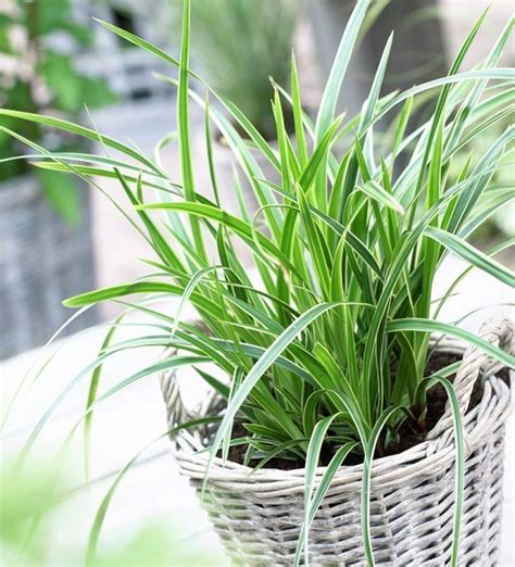 Best Ornamental Grasses for Containers | Growing Ornamental Grass