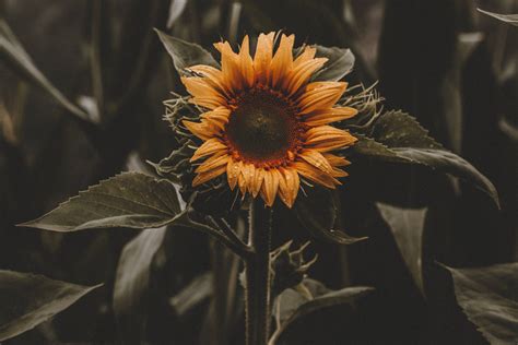 Vintage Sunflower Desktop Background