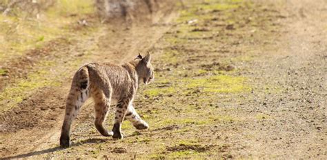 Bobcat Hunting Tips | Hunting, Hunting tips, Bobcat