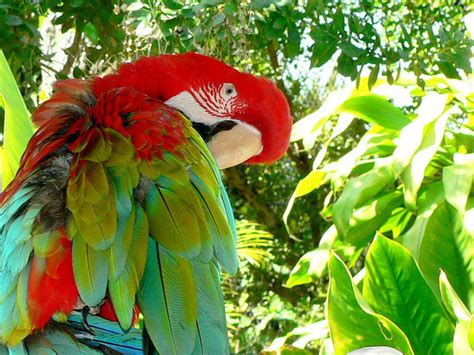 Parrot Jungle Florida : Biological Science Picture Directory – Pulpbits.net