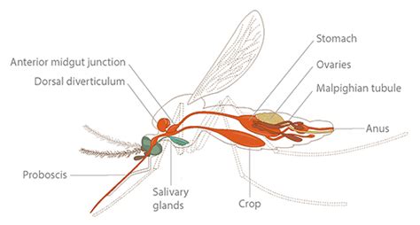 Mosquito Anatomy | Ask A Biologist