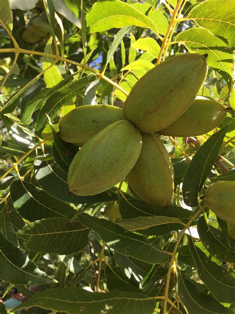 Perfect Pecan Sideline-Northern Pecans-Rock Bridge Trees-Grow Pecans