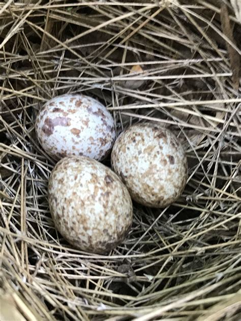 Decoding Cardinal Eggs: A Visual Guide - Birds Of The Wild