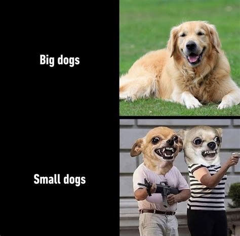 Big dogs vs small dogs - Meme by schizoidman :) Memedroid