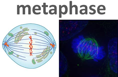 Metaphase Of Mitosis