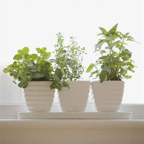 10 Best Indoor Herb Gardens - Indoor Herb Growing Kits