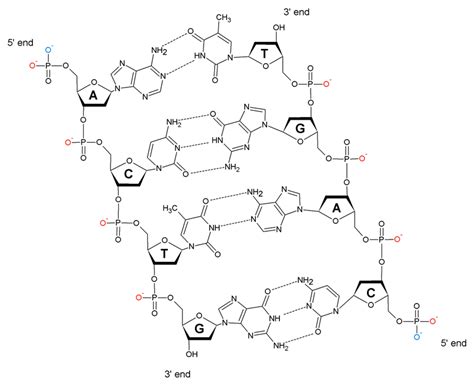 A short sequence (ACTG) of a double stranded DNA molecule. Two... | Download Scientific Diagram