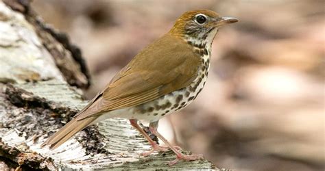 Wood Thrush Eggs