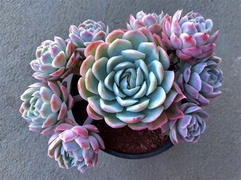 Echeveria elegans : r/succulents