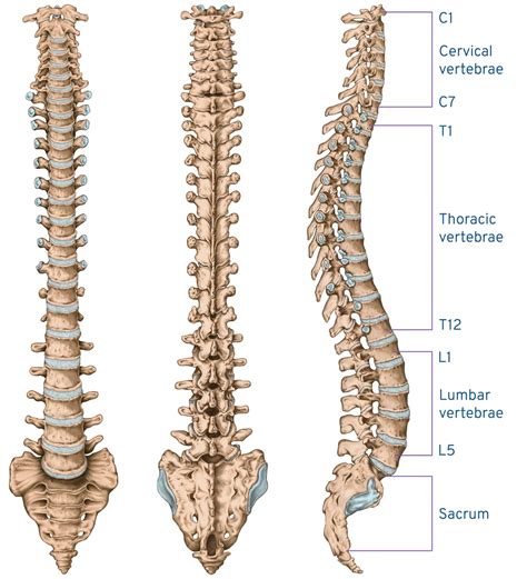 Cervical Thoracic And Lumbar Vertebrae