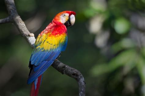 √完了しました！ amazon rainforest scarlet macaw facts 130662-Do scarlet macaws live in the amazon ...