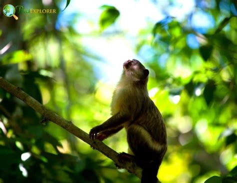 Black-tailed Marmoset Characteristics | Mico melanurus Facts