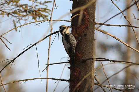 Birding in Southern Norway - birdwatchingnorway - birdwatchingnorway