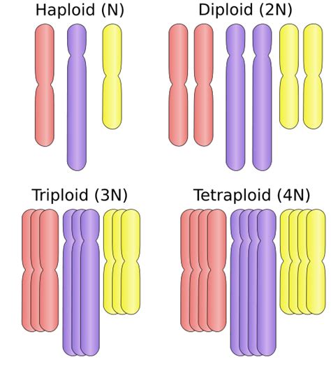 Difference Between Euploidy and Aneuploidy | Definition, Variations ...