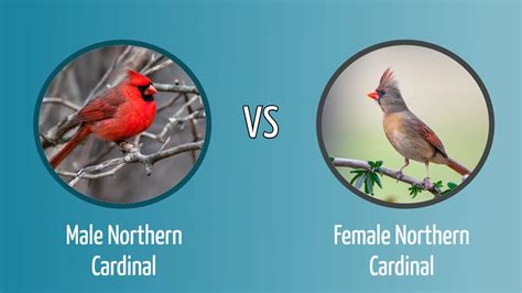 Northern Cardinal Male vs. Female: How to Tell the Difference - Optics Mag