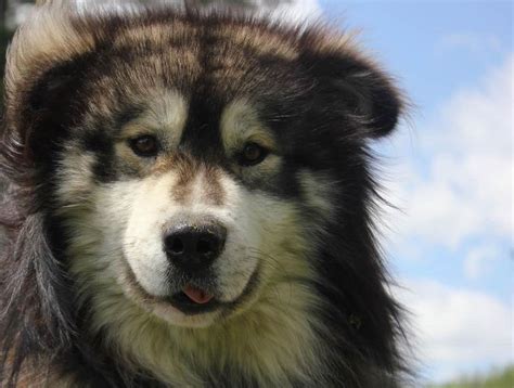 Alaskan Malamute Colors: The Standard & Rare Malamute Coat Colors - K9 Web