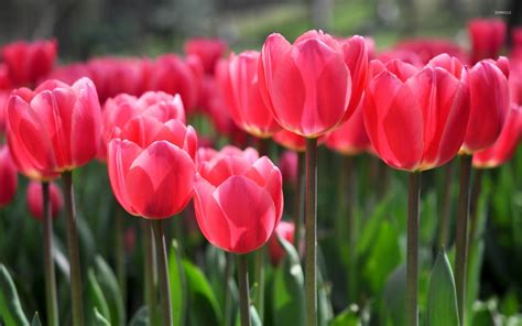 Tulip Wallpapers - WallpaperSafari