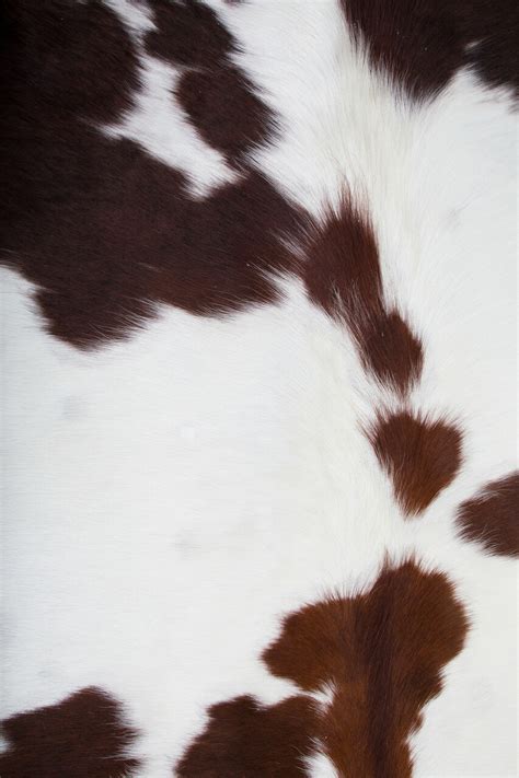 Cowhide Wallpapers - Wallpaper Cave