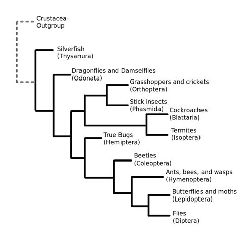 Introduction to Insect Taxonomic Classification | BUG UNDER GLASS