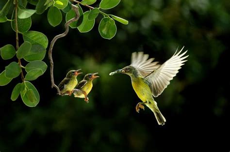 Photography Moments: Amazing Birds Photography