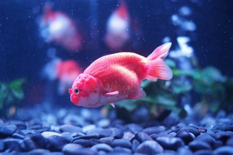 100+ Pink Fish Names From Sweet to Vibrant | LoveToKnow Pets