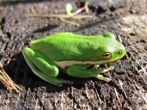 Can the Squirrel Tree Frog Be Cream Colored - AMPHIPEDIA