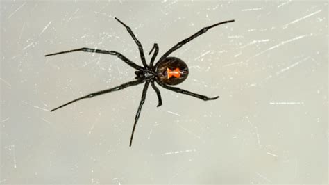 The 4 Black Widow Spider Bite Stages | AAI Pest Control - Blog