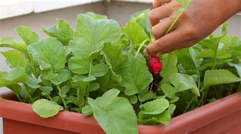 10 Tips for Growing Radishes in Pots or Containers