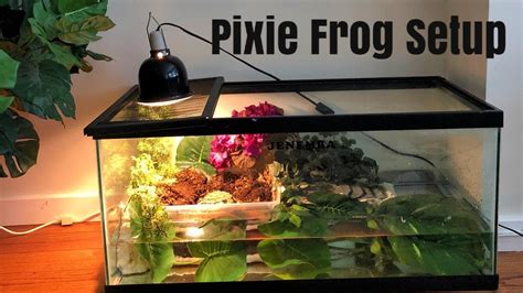 Pixie Frog Enclosure Setup - YouTube