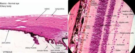 Lab 3 Histology of Cornea and Sclera Flashcards | Quizlet