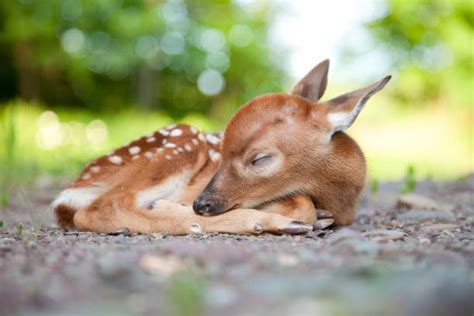 Baby Deer Stock Photos, Pictures & Royalty-Free Images - iStock