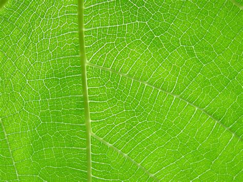 Leaf texture by idolminds on DeviantArt