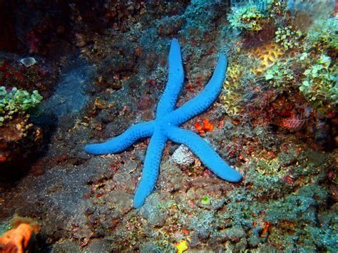 Starfish: Characteristics, reproduction, habitat, types and more