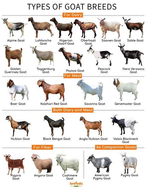 Goat Breeds - Facts, Types, and Pictures