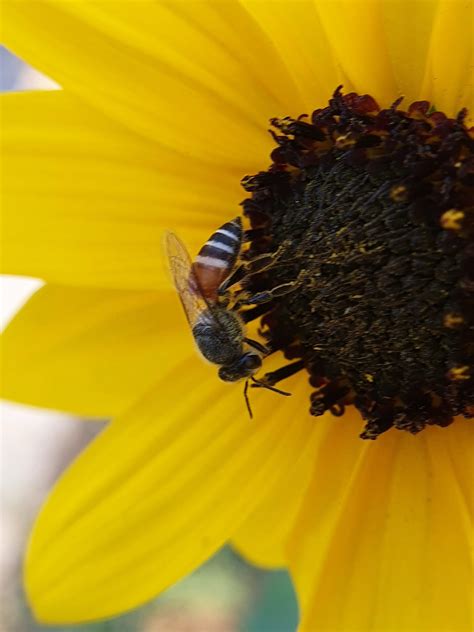 Honey bee on sunflower - PixaHive