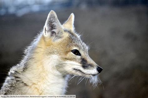 Swift Fox Facts, Pictures & Information. North American Wild Dog Species