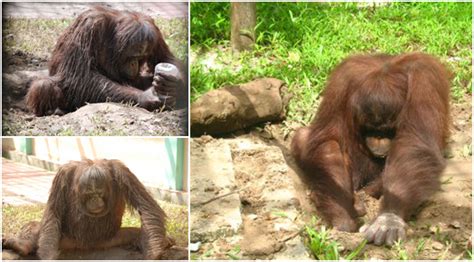 Enrichment At The Great Orangutan Project | The Great Projects