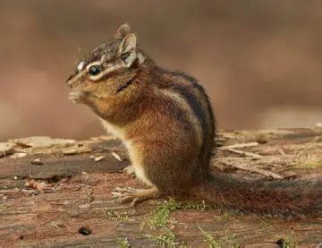 20 Types of Chipmunks: Species, Identification, and Photos