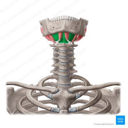 Mylohyoid: Origin, insertion, innervation and action | Kenhub