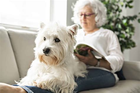 Senior dog care: Help your dog navigate the aging process