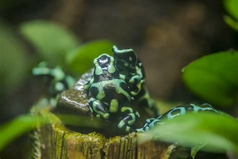 Green and Black Poison Dart Frog - Milwaukee County Zoo