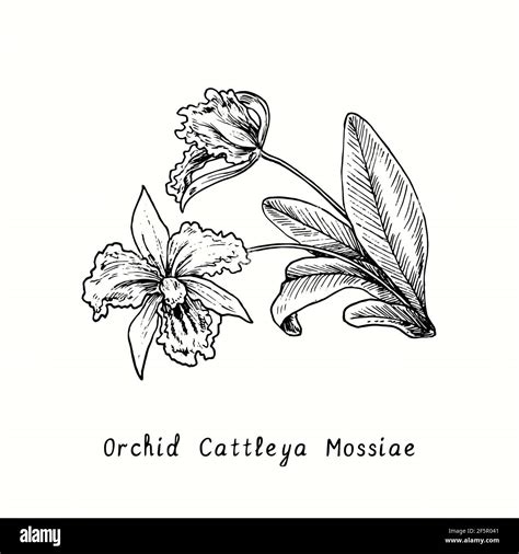 Orchid Cattleya Mossiae flowers on stem with leaves. Ink black and white doodle drawing in ...