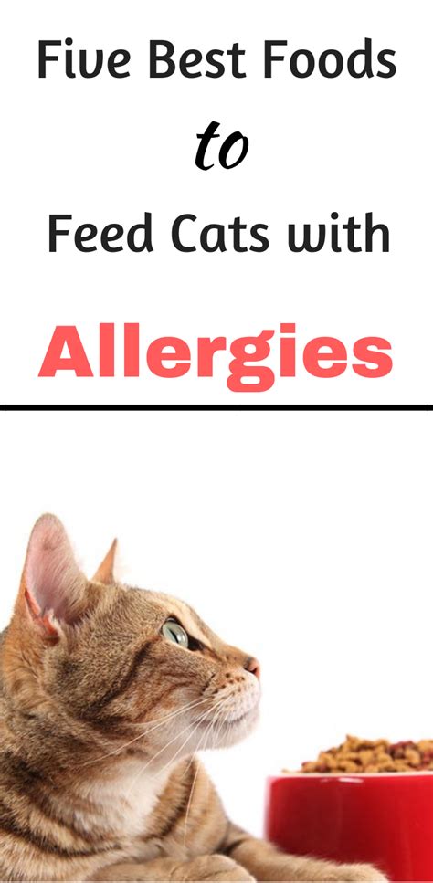 Best Cat Food For Allergies - PetsWall