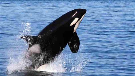 Race between orcas and sailboats – Fab World Today