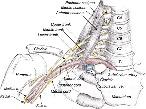 New approaches in imaging of the brachial plexus - European Journal of Radiology